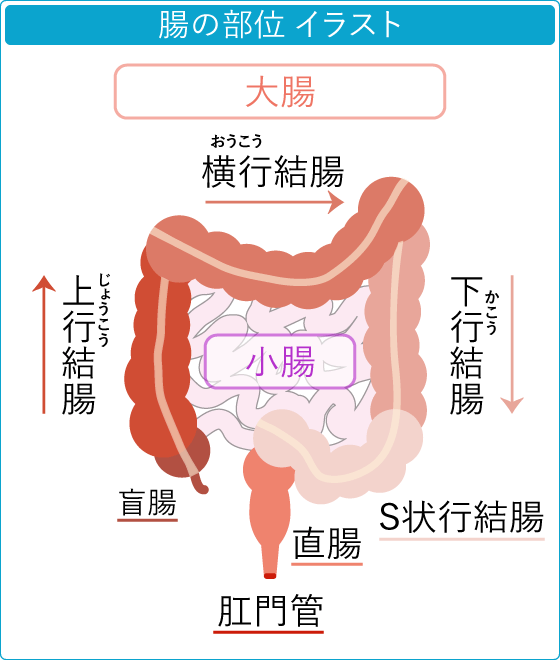 大腸のイラスト　直腸～S状結腸～下行結腸～横行結腸～上行結腸